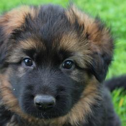 German Shepherd puppies from Von Kunstlerisch
