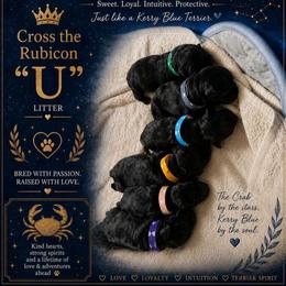 Kerry Blue Terrier and Soft Coated Wheaten Terrier Puppies from Cross the Rubicon