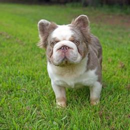 Benjamin - French Bulldog