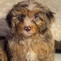 Suki - Cavapoo