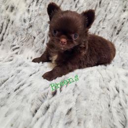 Little buddy - Chocolate male Chihuahua puppy in Richmond, Virginia from Breens