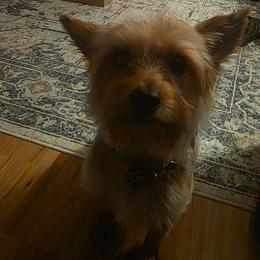 Layla - Yorkshire Terrier