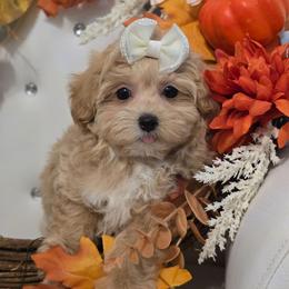 Sunshine - Apricot female Maltipoo puppy in Washington from Mt.BakerPoodles&Doodles
