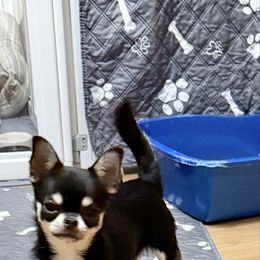 Poppy - Blue and tan female Chihuahua puppy in Williamsburg, Virginia from PAWSitive Cheeky Chihuahuas