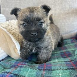 Percy Jackson, yellow collar - Red brindle male Cairn Terrier puppy in Pottersville, Missouri from Cairn Terriers of Heatherridge,LLC