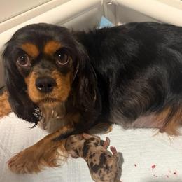 Dutches - Cavalier King Charles Spaniel