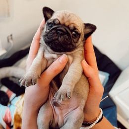 Pugs from Grace's Pugs