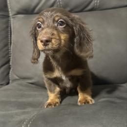 Celo - Chocolate and tan male Dachshund puppy in Dawson, Alabama from Bells Dashing Dachshunds