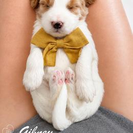 Gibney - Parti male Goldendoodle puppy in Van Alstyne, Texas from Forest Haven Doodle Co.
