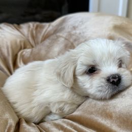 Black collar - White male Lhasa Apso puppy in Discovery Bay, California from Golden State Lhasa Apsos