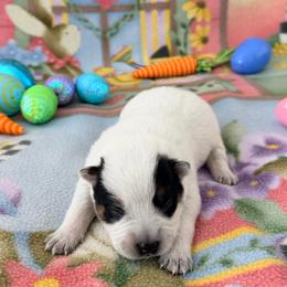 Apollo - Blue male Australian Cattle Dog puppy in Clovis, California from Miller Australian Cattle Dogs
