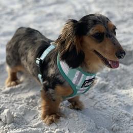 Daisy - Dachshund