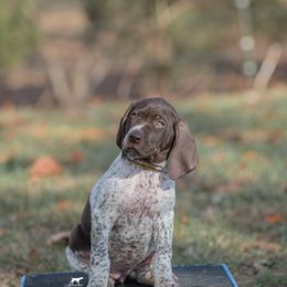 German Shorthaired Pointer and Vizsla Puppies from Nosam Kennels