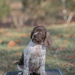 German Shorthaired Pointer and Vizsla Puppies from Nosam Kennels