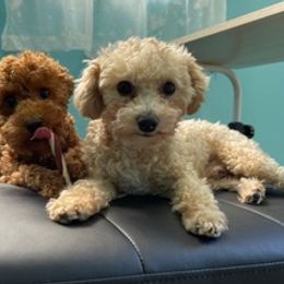Poodles from MamaBear’s puppies