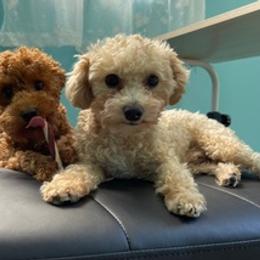 Poodles from MamaBear’s puppies