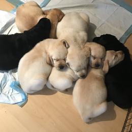 Labrador Retriever Puppies from LakeHouse Labrador Retriever LLC