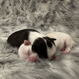 Chihuahua and Labrador Retriever Puppies from Gold Country Chihuahuas