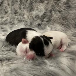 Chihuahua and Labrador Retriever Puppies from Gold Country Chihuahuas