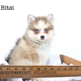 Bitsi - Wolf sable female Pomsky puppy in Murfreesboro, Tennessee from Middle Tennessee Pomskies