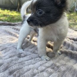 Chihuahua Puppies from Little Paws