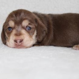 Matilda - Chocolate and cream female Dachshund puppy in Fairfax, Iowa from Grayson’s Lovable Dachshunds