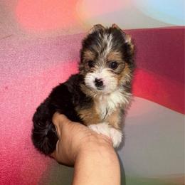 Cassidy-Orange Collar - Parti female Yorkshire Terrier puppy in Flowood, Mississippi from Prissy PawPals