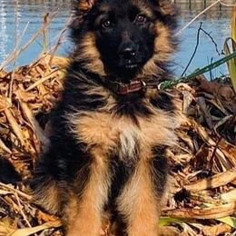 German Shepherd Puppies from vom Glock