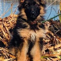 German Shepherd Puppies from vom Glock