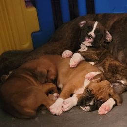 Boxers from Jewel Ridge
