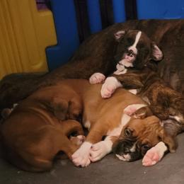 Boxers from Jewel Ridge