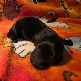 Black beauty - Black female Dachshund puppy in West Plains, Missouri from Spring Creek Dachshunds