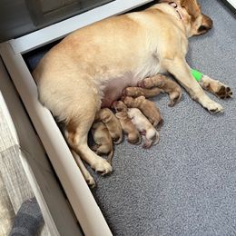 Boy 5 - Yellow Labrador Retriever puppy in Fallston, Maryland from Bellvale Labradors