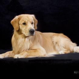 max - Golden Retriever