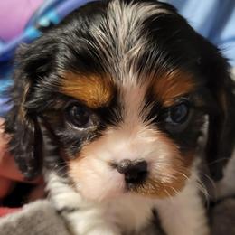 Elena - Blenheim female Cavalier King Charles Spaniel puppy in Sparta, Georgia from Southern Edge Kennel