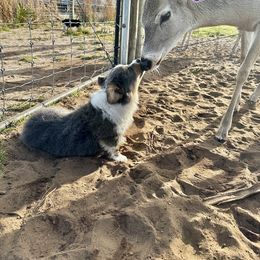 Pembroke Welsh Corgi Puppies from Storybook Corgis