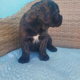 Cane Corso Puppies from Willow’s Meadow