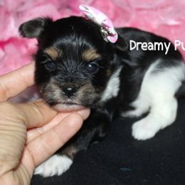 AKC Kala - Black tan and white female Biewer Terrier puppy in Kennesaw, Georgia from Dreamy Pups