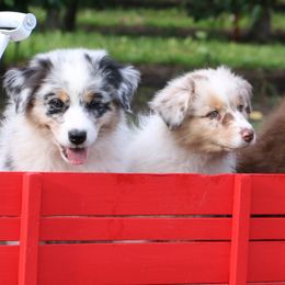 Australian Shepherds from Saddlerock Australian Shepherds