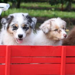 Australian Shepherds from Saddlerock Australian Shepherds