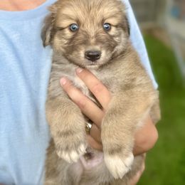 Sable male 1 - Yellow male Miniature Australian Shepherd puppy in Lemon Cove, California from Magic Ranch Mini Aussies