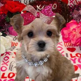 Goldie TEACUP - Gold female Morkie puppy in Monticello, Iowa from Ashley’s Puppies