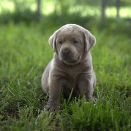 Miss Yellow - Chocolate female Labrador Retriever puppy in Morrill, Kansas from Grimm Girls Farm