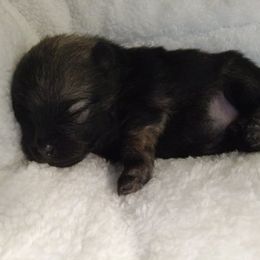 Girl 3 - Wolf sable female Pomeranian puppy in Eureka Springs, Arkansas from Maple Hills Poms