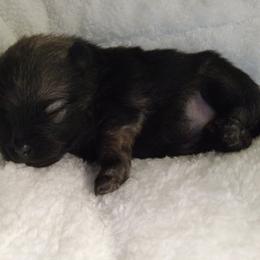 Girl 3 - Wolf sable female Pomeranian puppy in Eureka Springs, Arkansas from Maple Hills Poms
