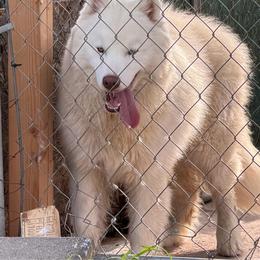 Titan - Siberian Husky