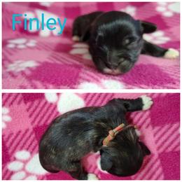 Finley - Brindle female Lhasa Apso puppy in Cincinnati, Ohio from Shangri-La Lhasa Apsos