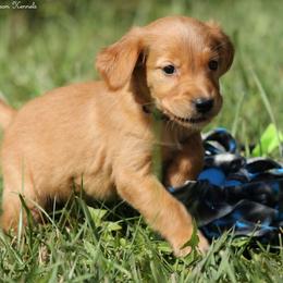 Mitzy Blue Boy - Dark golden male Golden Retriever puppy in Idaho Falls, Idaho from Once Upon A Dream Kennels
