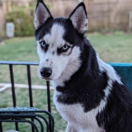 Raya - Siberian Husky