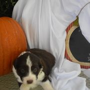 Aussiedoodle and Goldendoodle Puppies from Plumcreek Acres